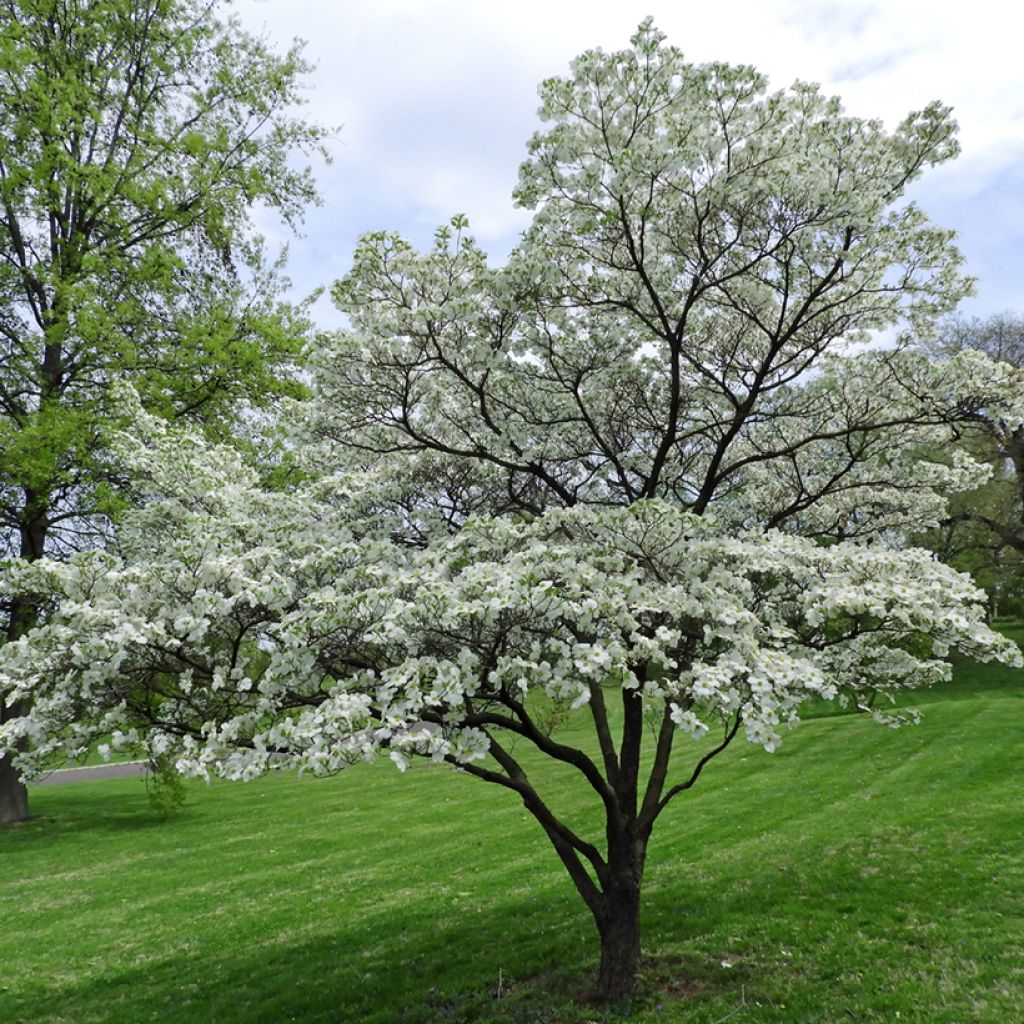 Cornus florida - Cornouiller à fleurs d'Amérique