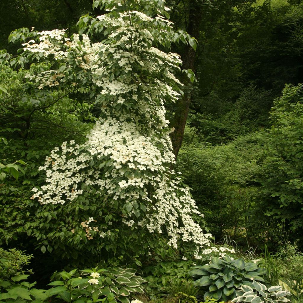 Cornus kousa Chinensis - Cornouiller de Chine