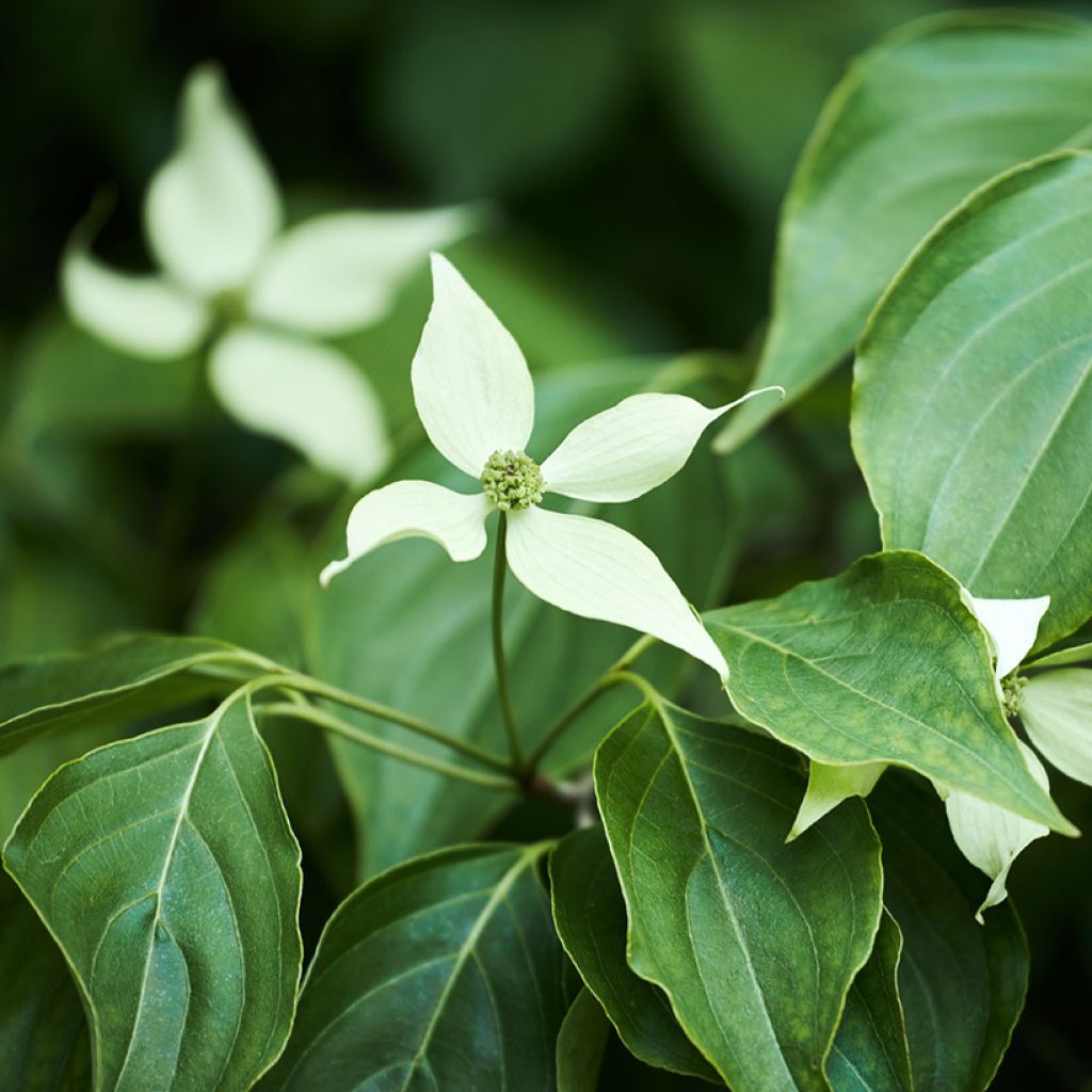 Cornus kousa - Cornouiller du Japon