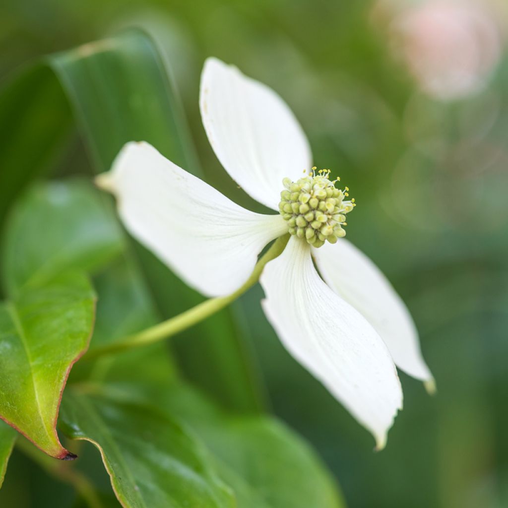 Cornus kousa - Cornouiller du Japon