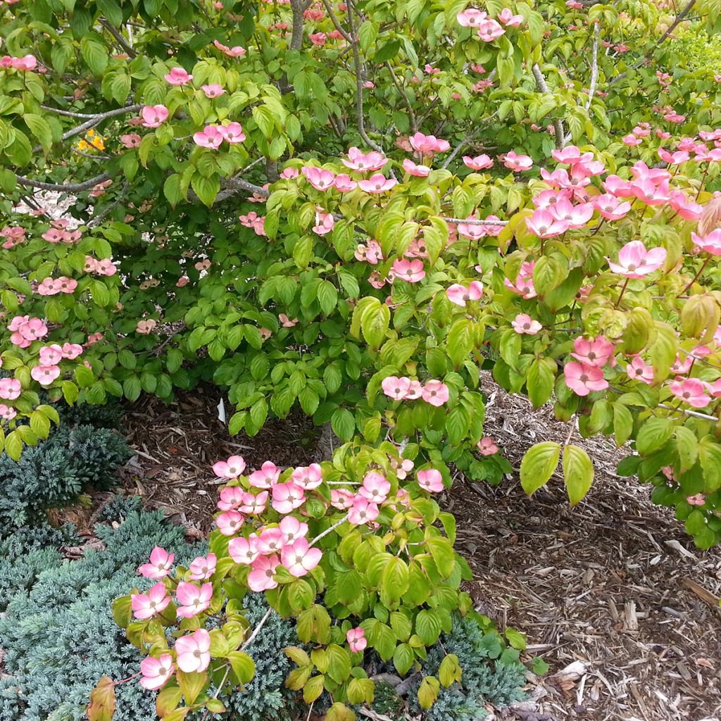 Cornus kousa Satomi - Cornouiller du Japon rose