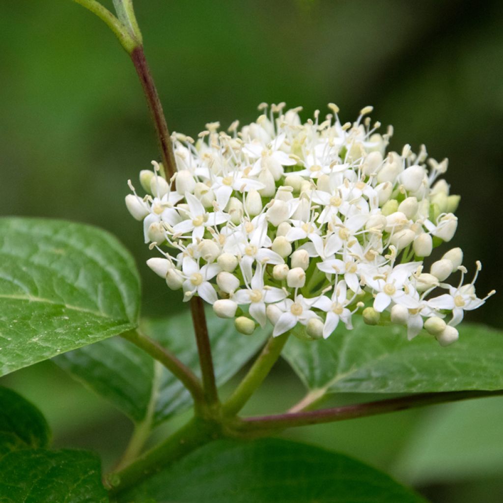 Cornus sanguinea - Cornouiller sanguin