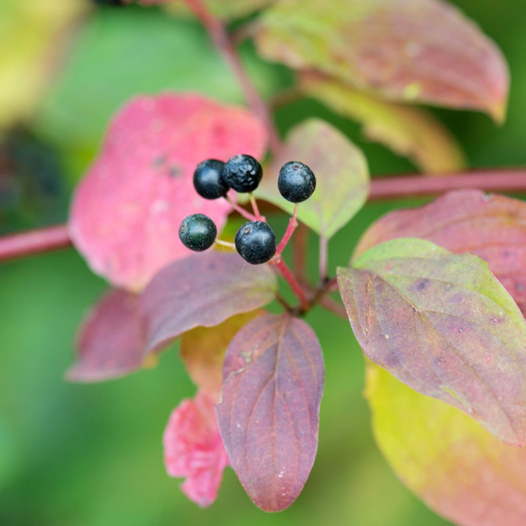 Cornus sanguinea Magic Flame - Cornouiller sanguin