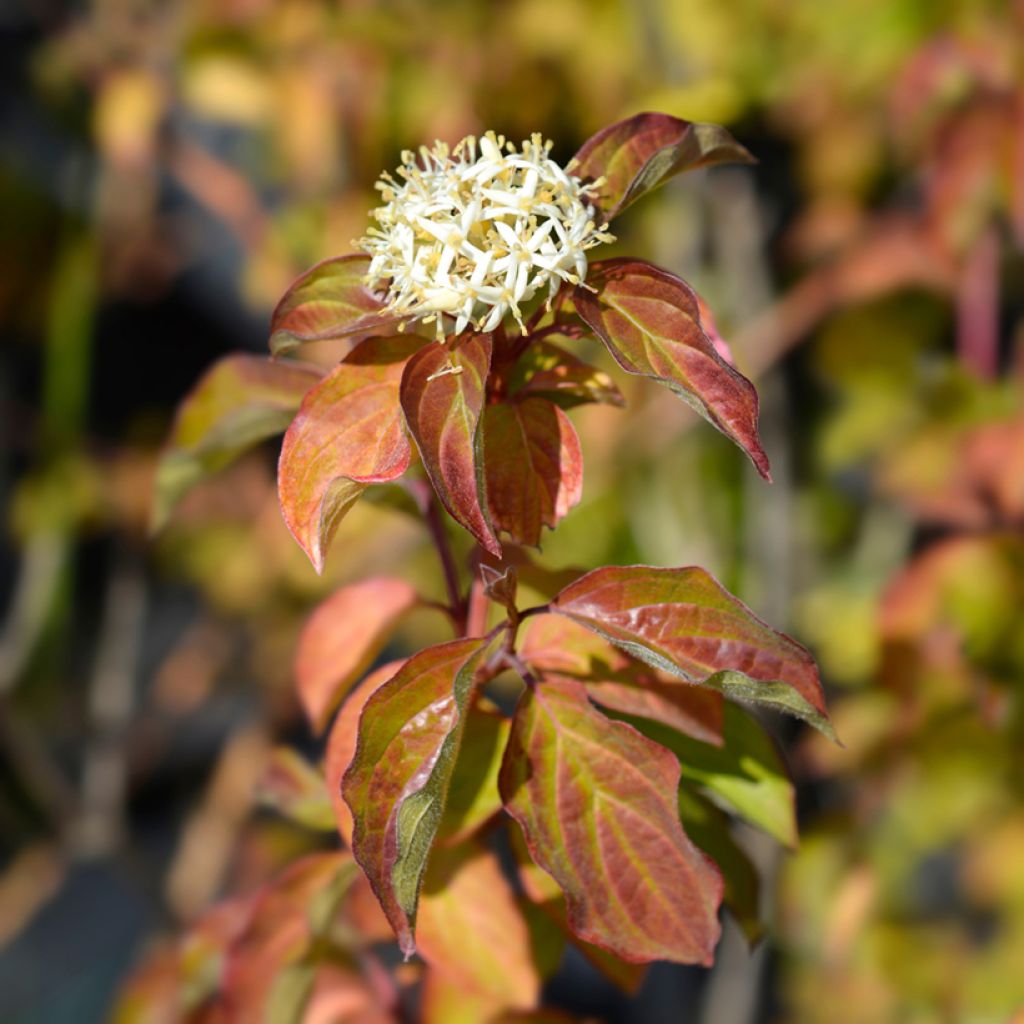 Cornus sanguinea Winter Beauty -Cornouiller sanguin