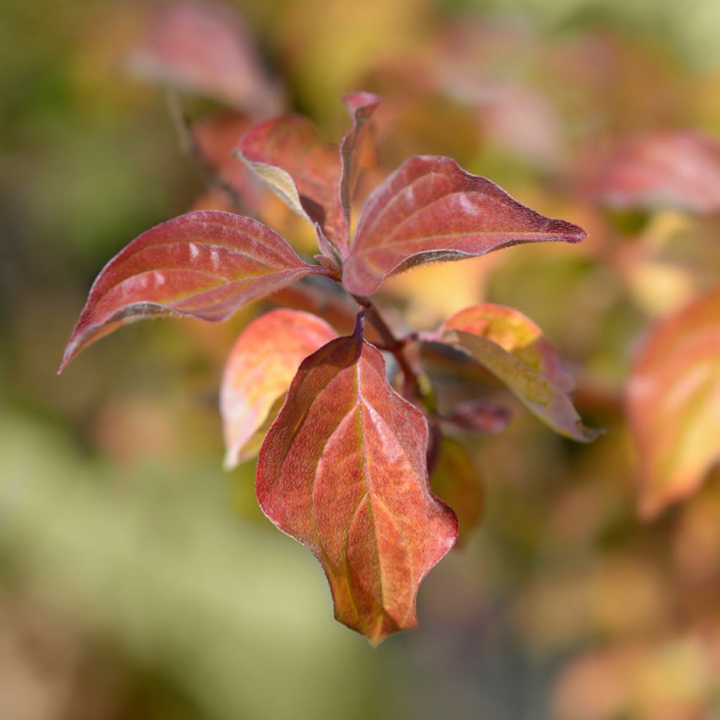 Cornus sanguinea Winter Beauty -Cornouiller sanguin