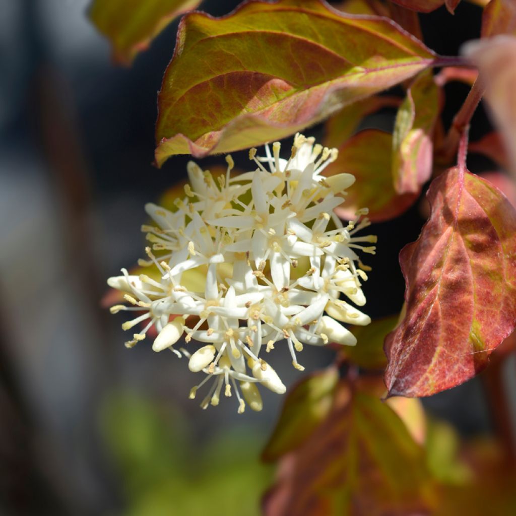 Cornus sanguinea Winter Beauty -Cornouiller sanguin
