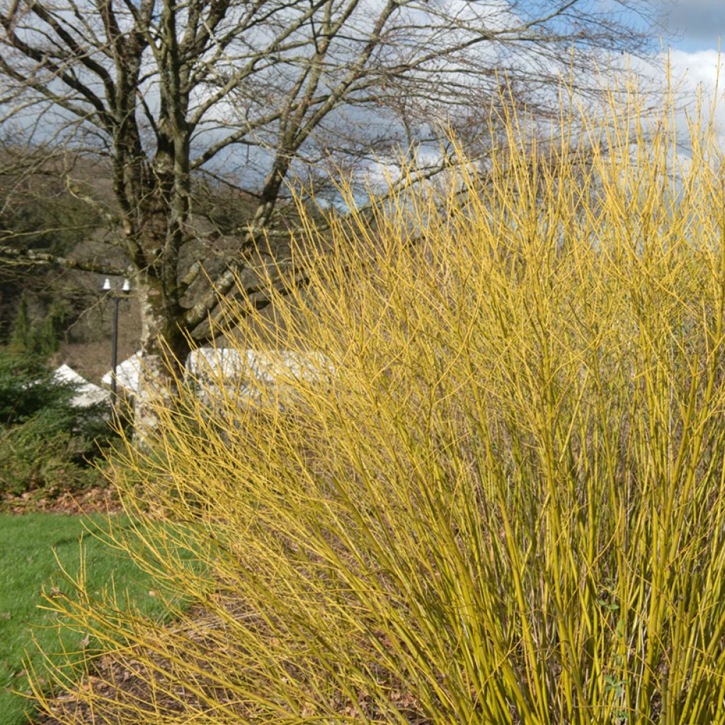 Cornus sericea Budd's Yellow - Cornouiller stolonifère.