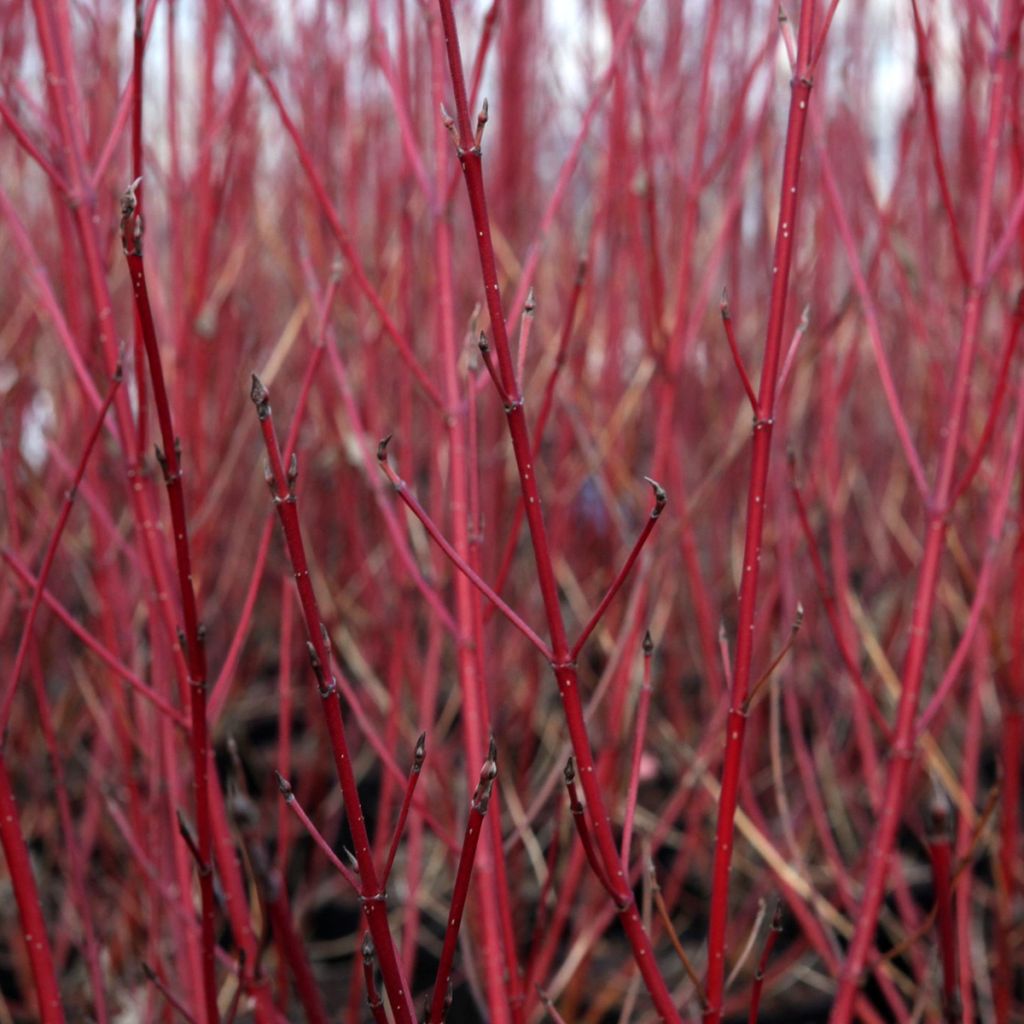 Cornus sericea Firedance - Cornouiller stolonifère
