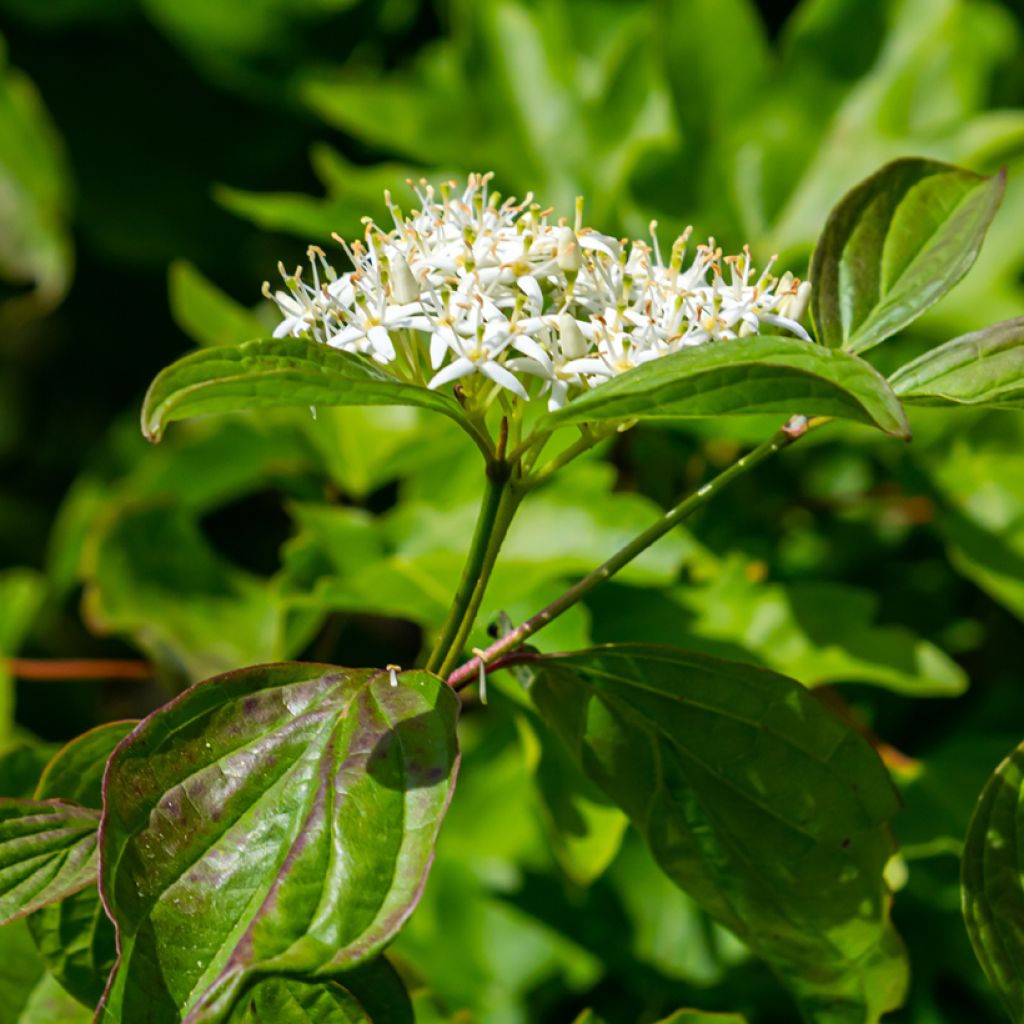 Cornus sanguinea Anny's Winter Orange - Cornouiller sanguin