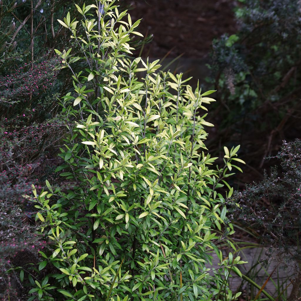 Corokia virgata Banana Royal - Corokie