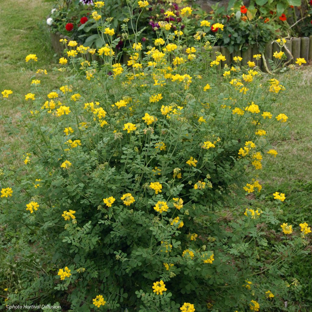 Coronille - Coronilla valentina subsp. glauca Sélection