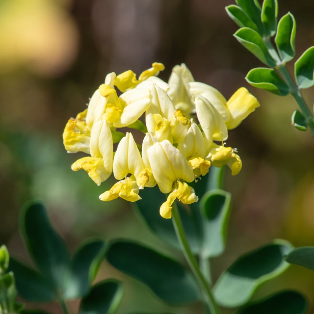 Coronille - Coronilla valentina subsp. glauca Citrina