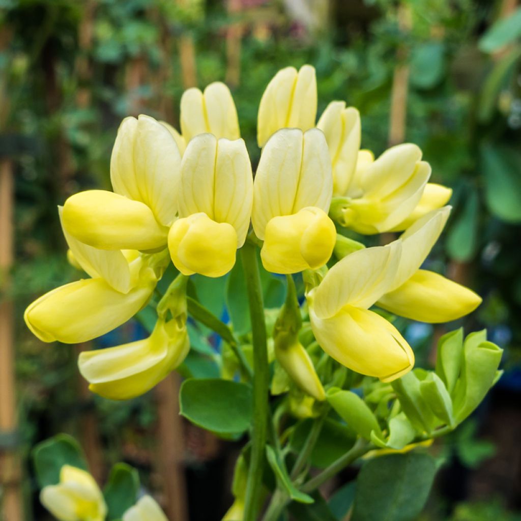 Coronille - Coronilla valentina subsp. glauca Citrina