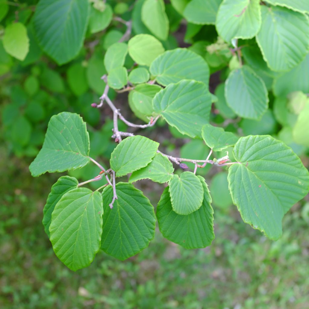 Corylopsis spicata - Faux noisetier