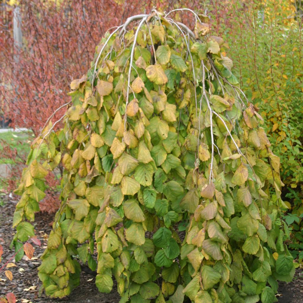 Noisetier pleureur - Corylus avellana Pendula