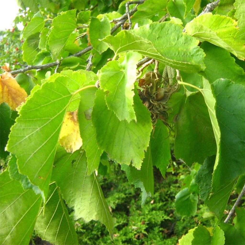 Corylus colurna - Noisetier de Bysance