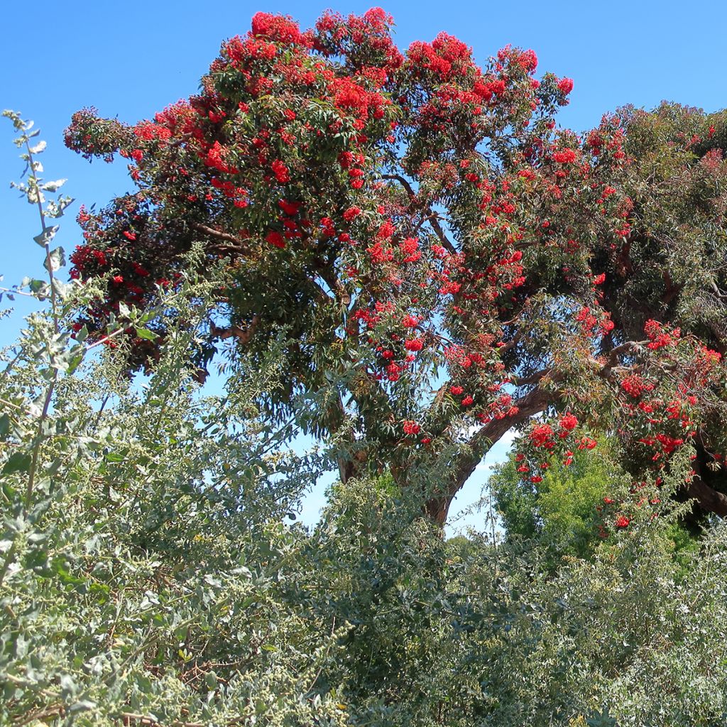 Corymbia ficifolia - Eucalyptus ou gommier rouge