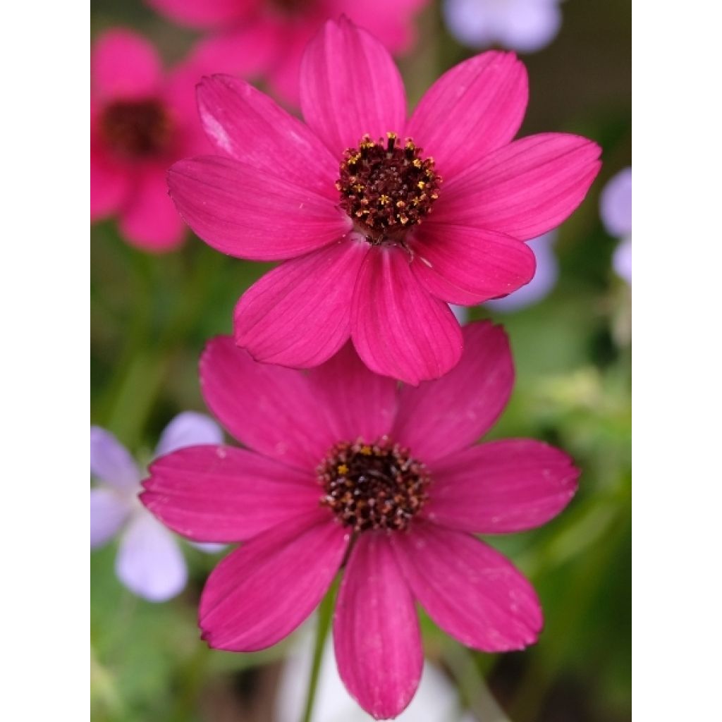 Cosmos Cherry Chocolate