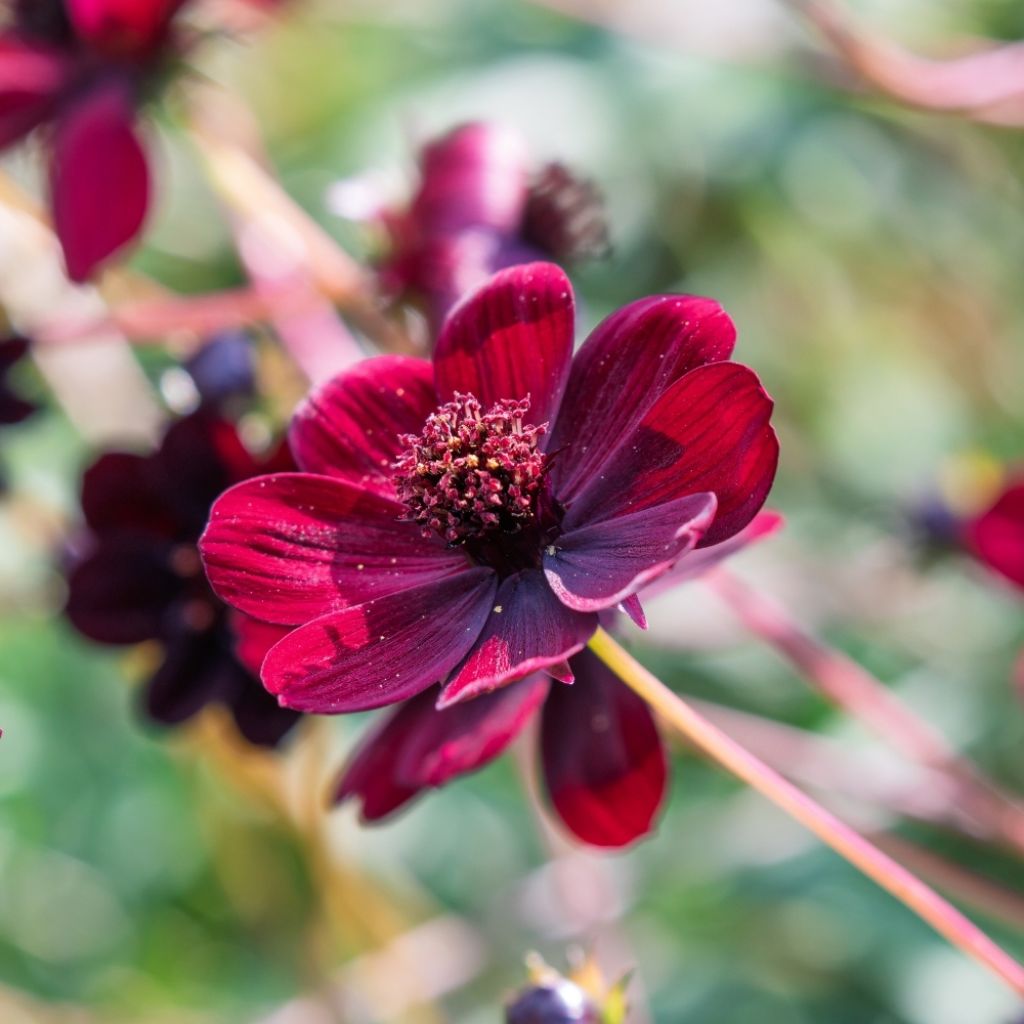 Cosmos atrosanguineus - Cosmos chocolat