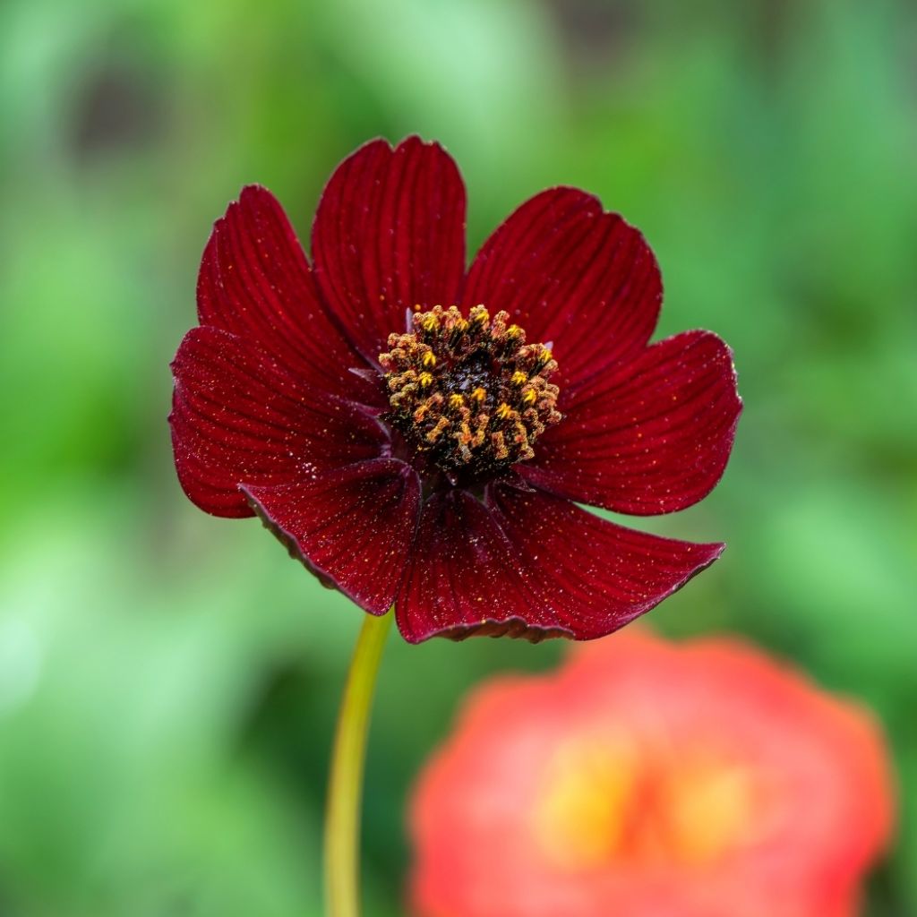 Cosmos atrosanguineus Chocamocha - Cosmos chocolat