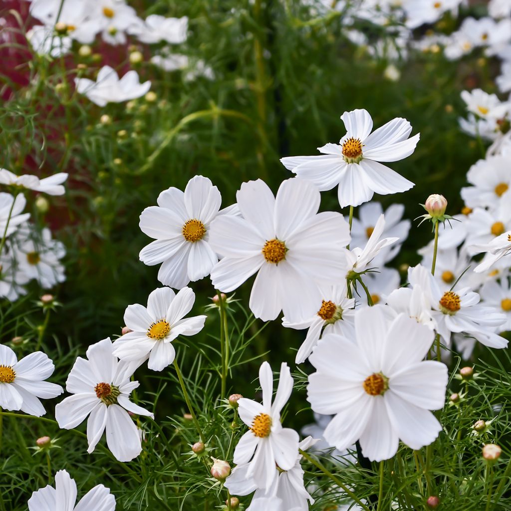 Cosmos Sonata Blanc