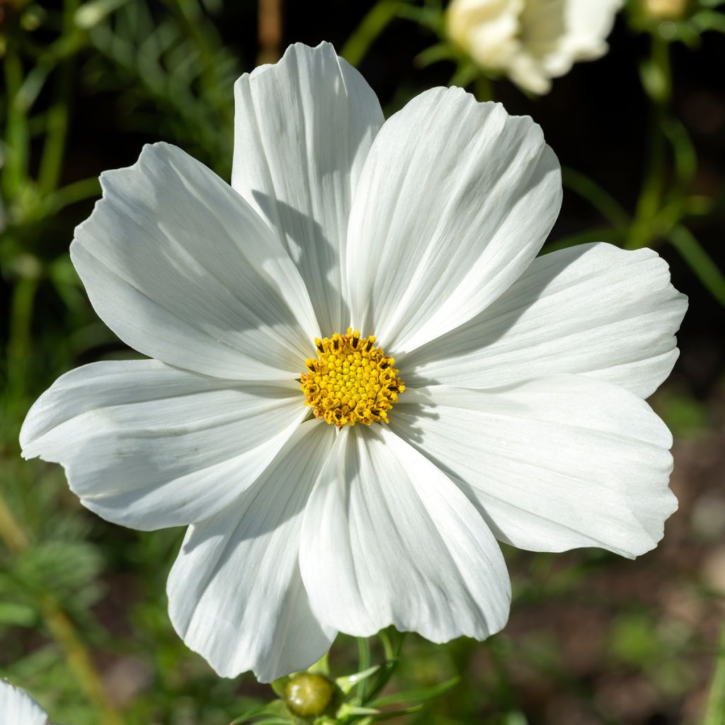 Cosmos Sonata Blanc