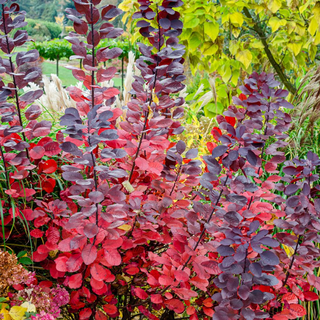 Cotinus Grace - Arbre à perruque
