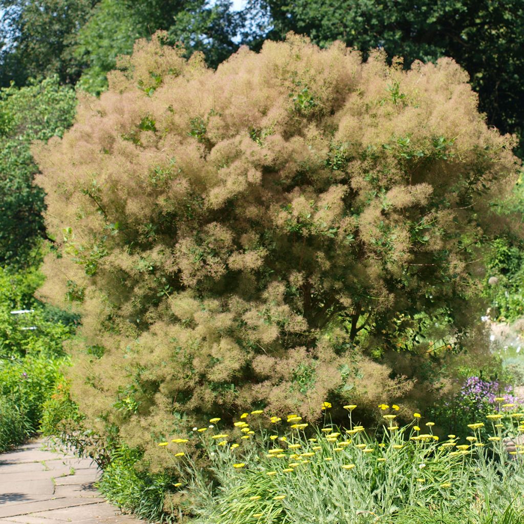 Cotinus coggygria Young Lady - Arbre à Perruque