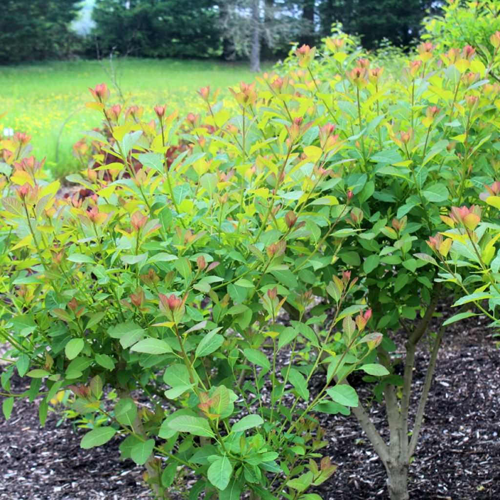 Cotinus coggygria Flame - Arbre à perruque