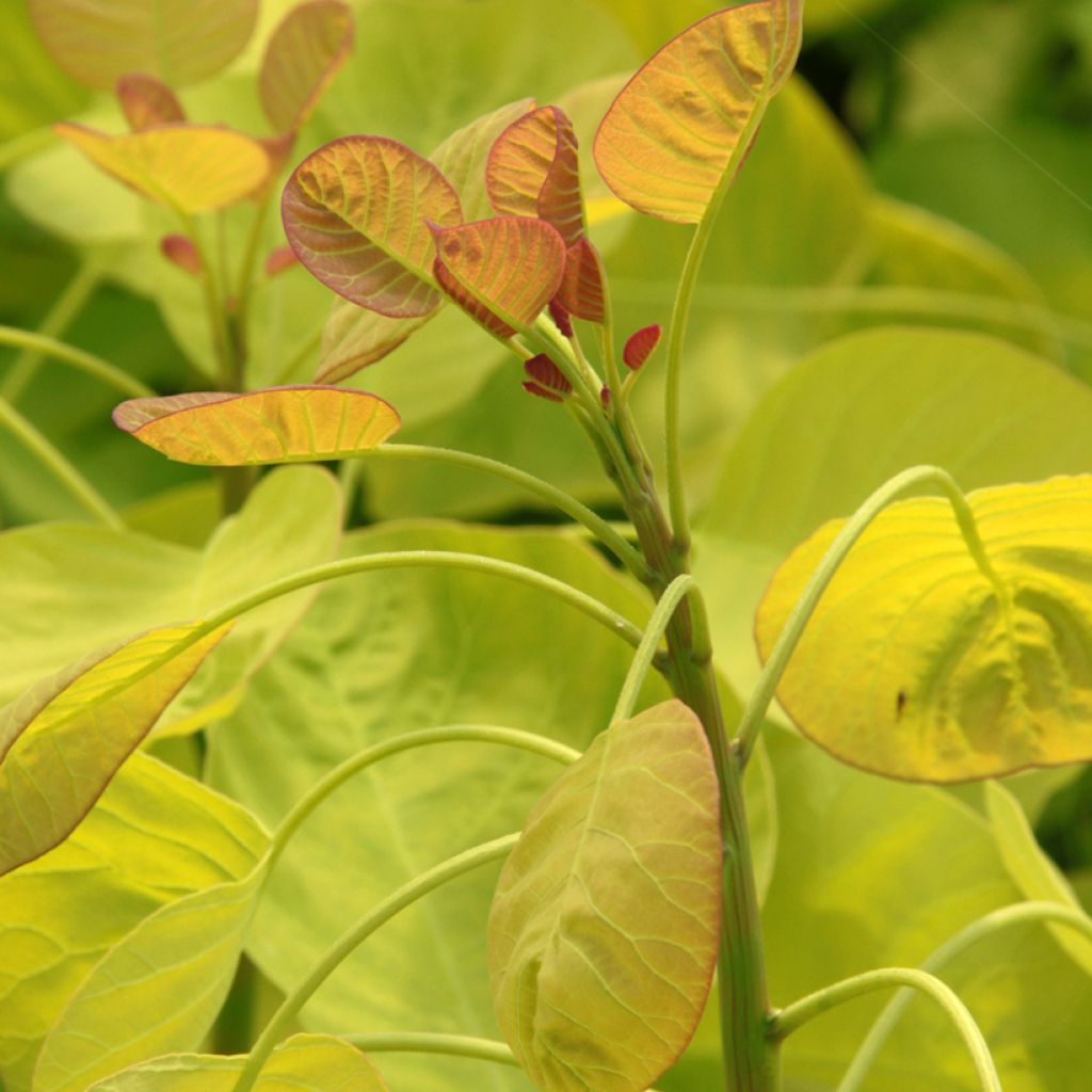 Cotinus coggygria Golden Spirit - Arbre à Perruques Doré