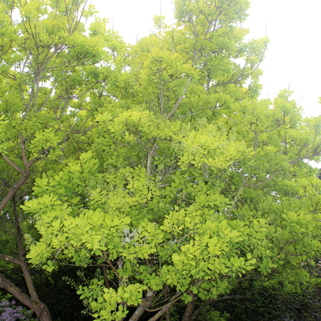 Cotinus coggygria Golden Spirit - Arbre à Perruques Doré