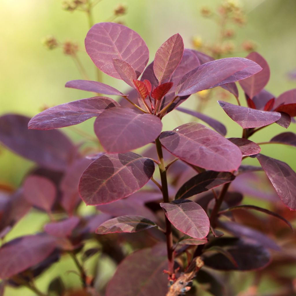 Cotinus coggygria Royal Purple - Arbre à perruque 