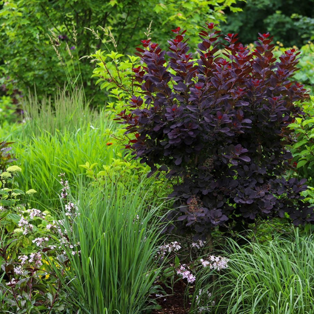 Cotinus coggygria Royal Purple - Arbre à perruque 