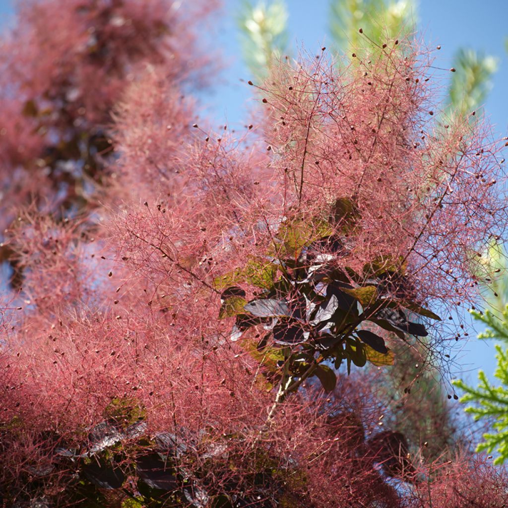 Cotinus coggygria Royal Purple - Arbre à perruque 
