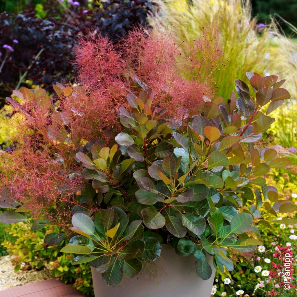Cotinus coggygria Flamissimo - Arbre à perruque