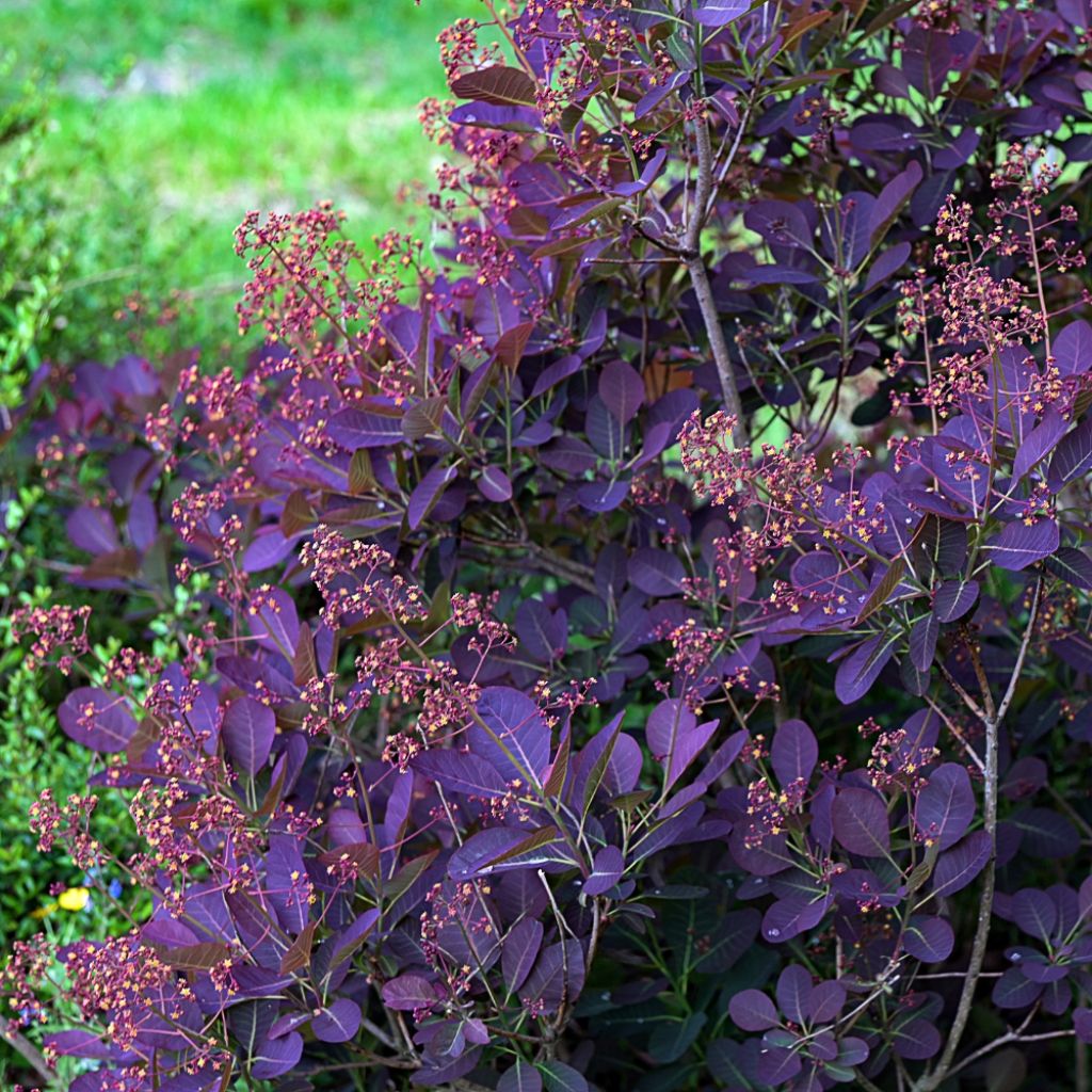 Cotinus coggygria Royal Purple - Arbre à perruque 