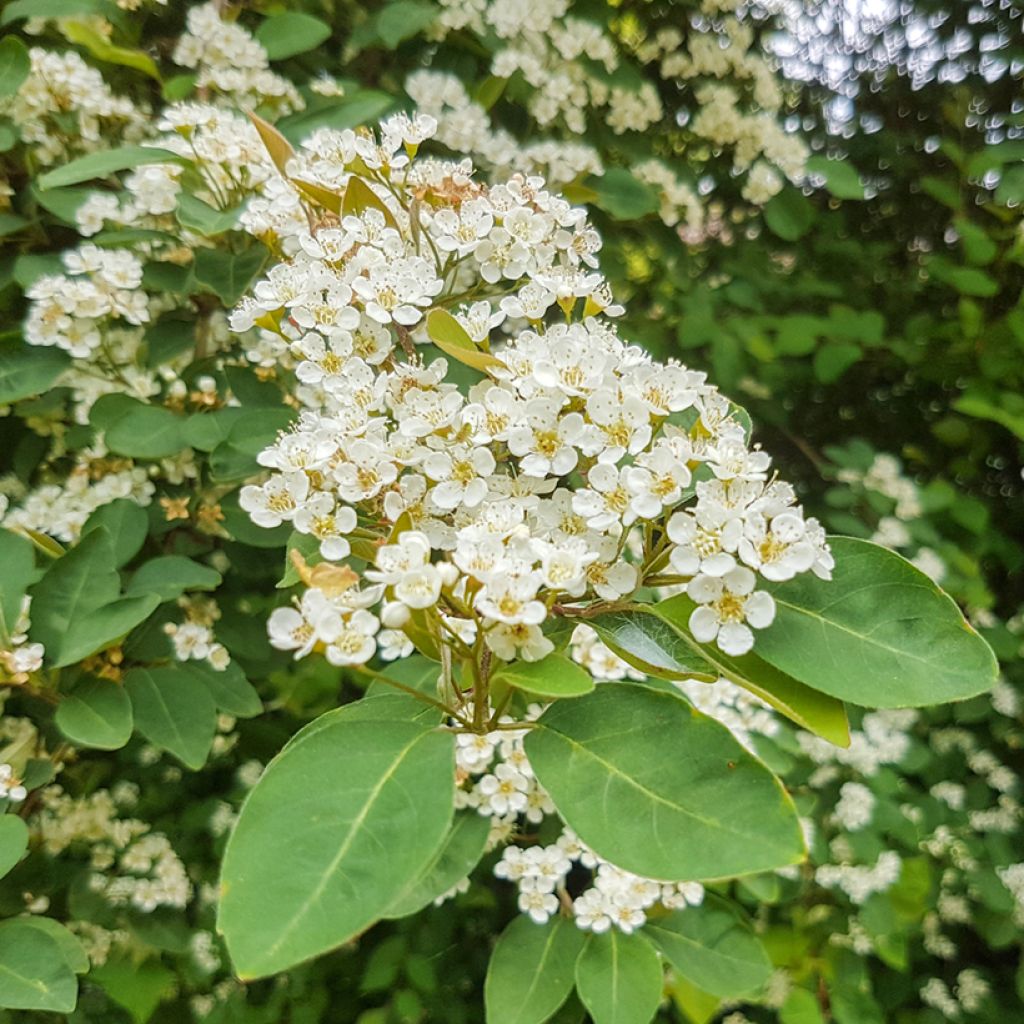 Cotoneaster lacteus - Cotonéaster laiteux