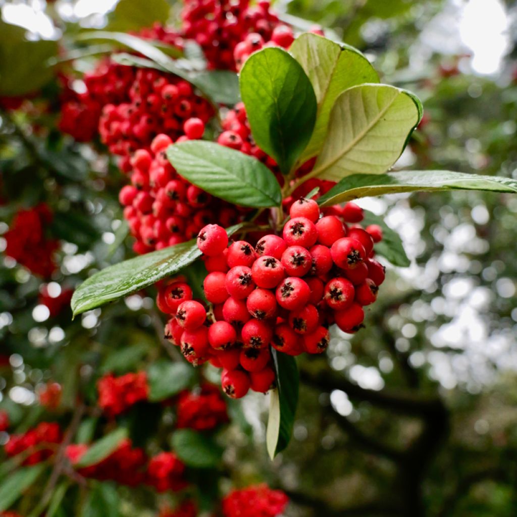 Cotoneaster lacteus - Cotonéaster laiteux