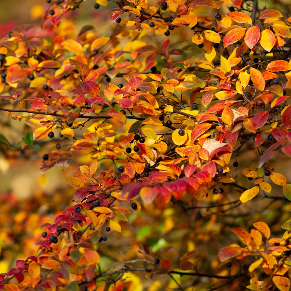 Cotoneaster lucidus 