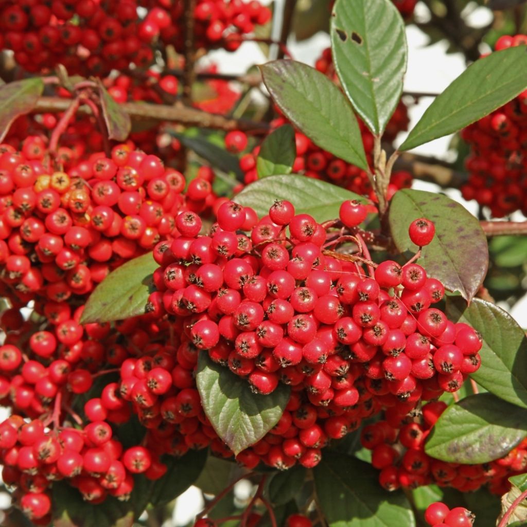 Cotoneaster lacteus - Cotonéaster laiteux