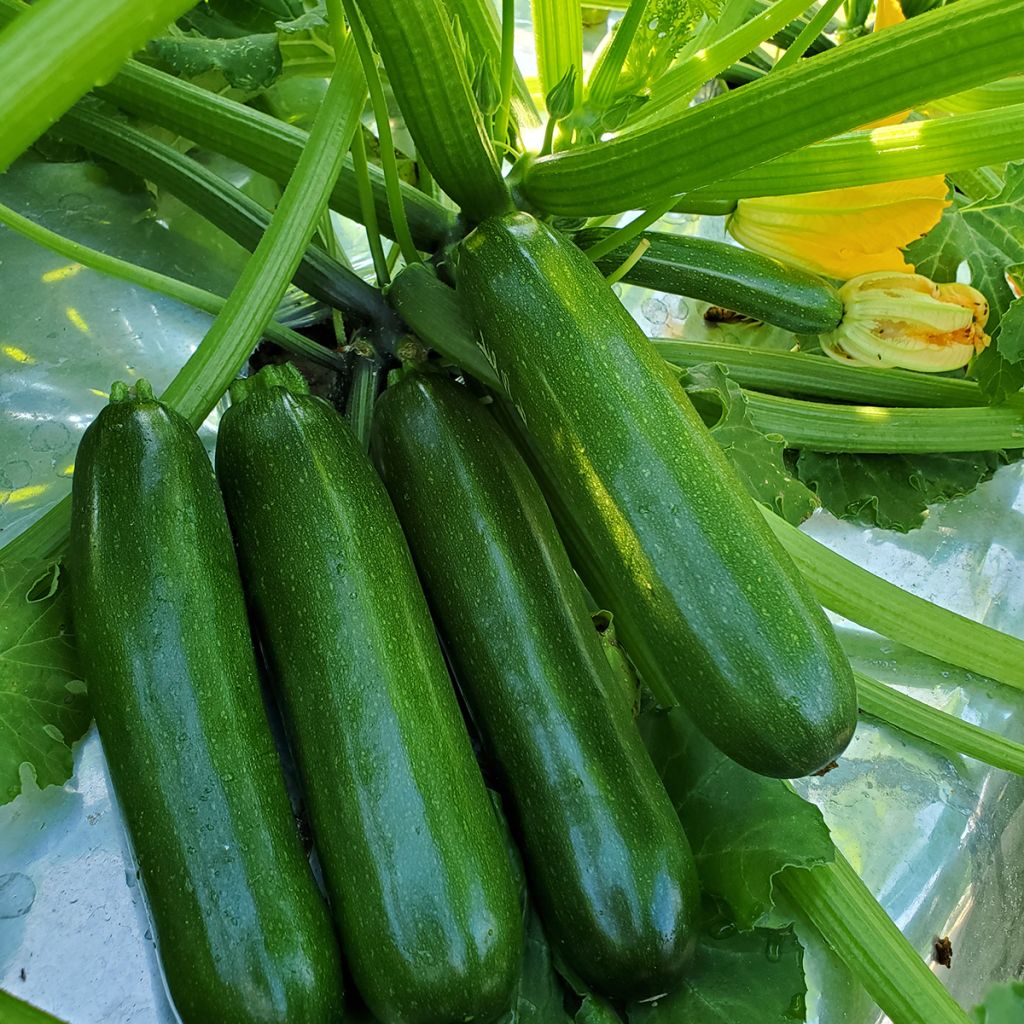 Courgette Green Machine F1