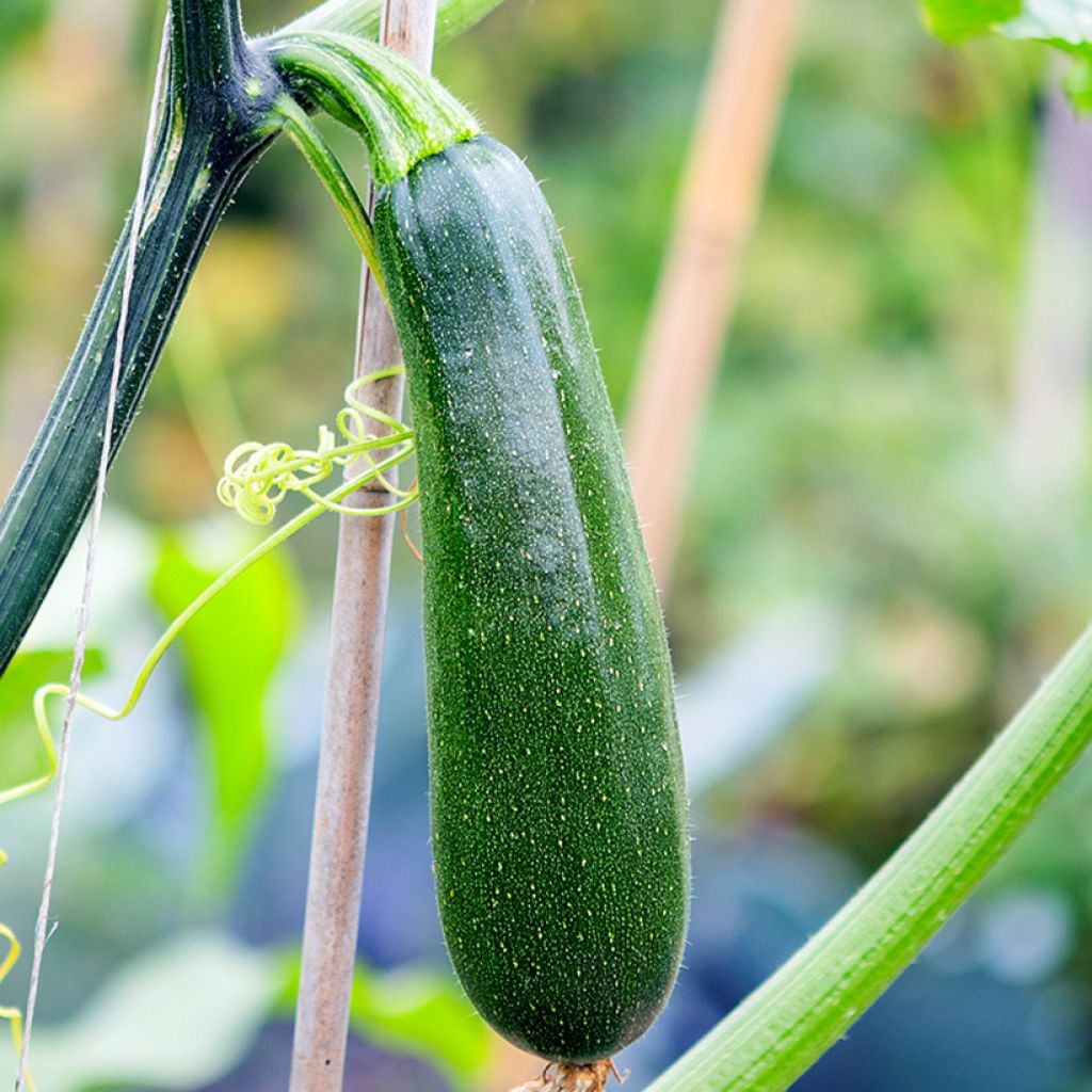 Courgette Ola Escaladora F1 BIO grimpante