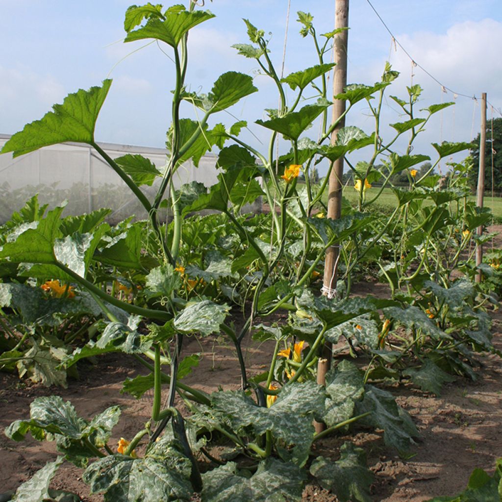 Courgette Ola Escaladora F1 BIO grimpante