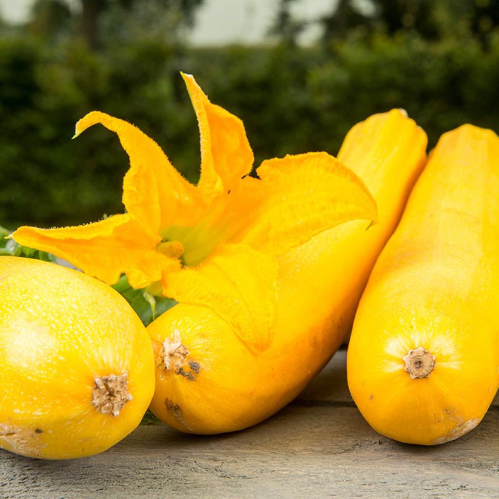 Courgette Ola Gabriella F1 BIO