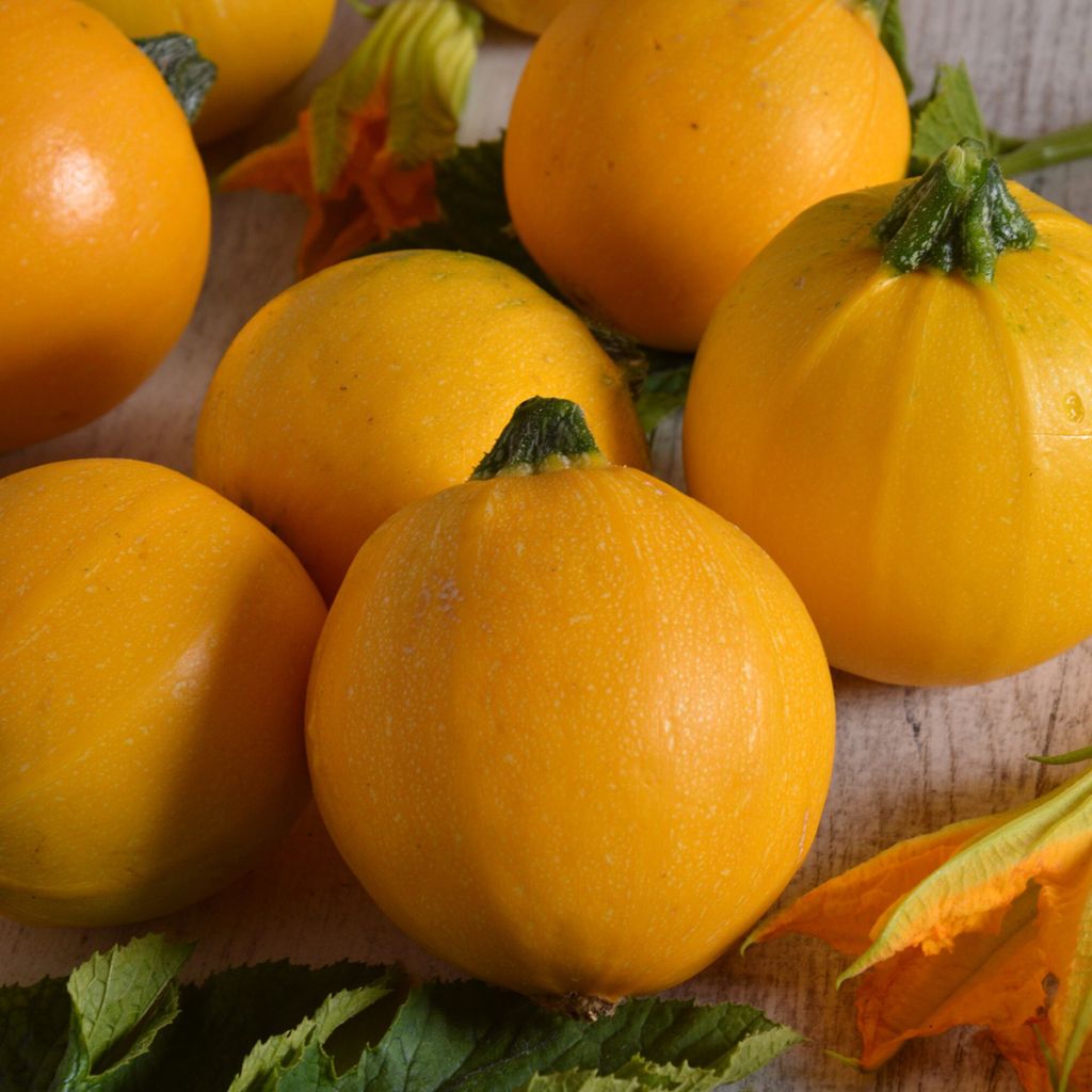 Courgette ronde jaune Midas F1