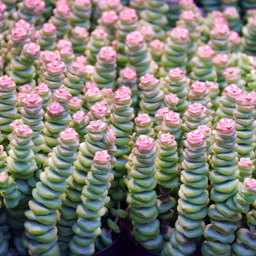 Crassula rupestris subsp. marnieriana