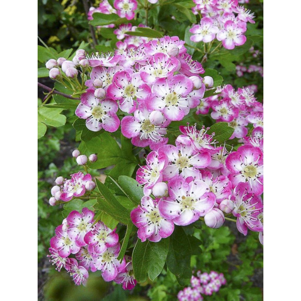Crataegus laevigata Princesse Sturdza - Aubépine lisse