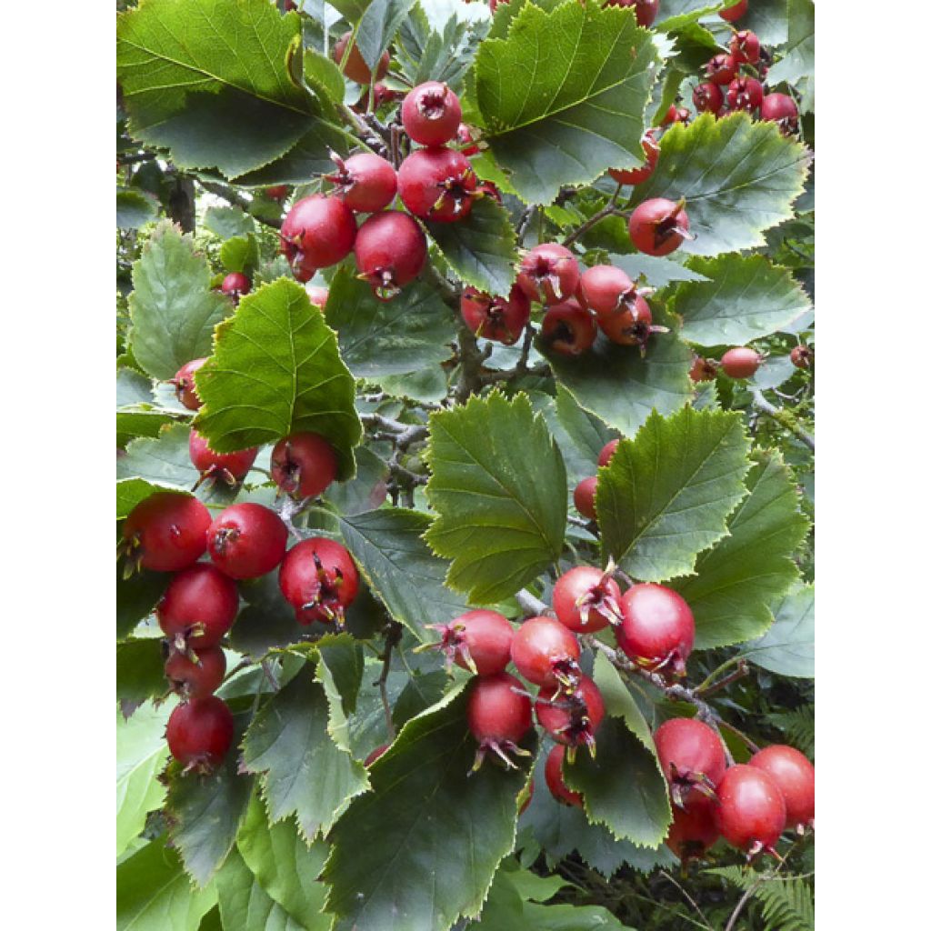Crataegus laevigata Princesse Sturdza - Aubépine lisse
