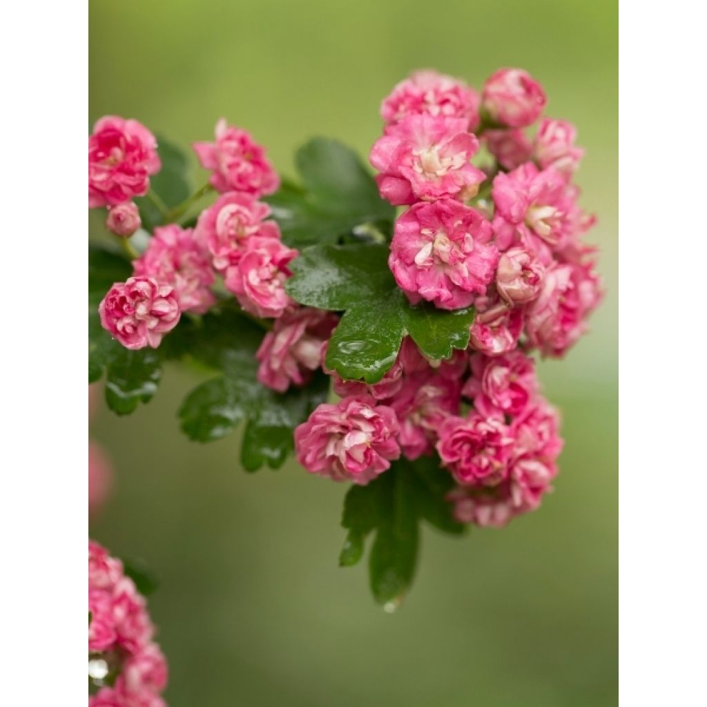 Crataegus laevigata Rosea Flore Pleno - Aubépine