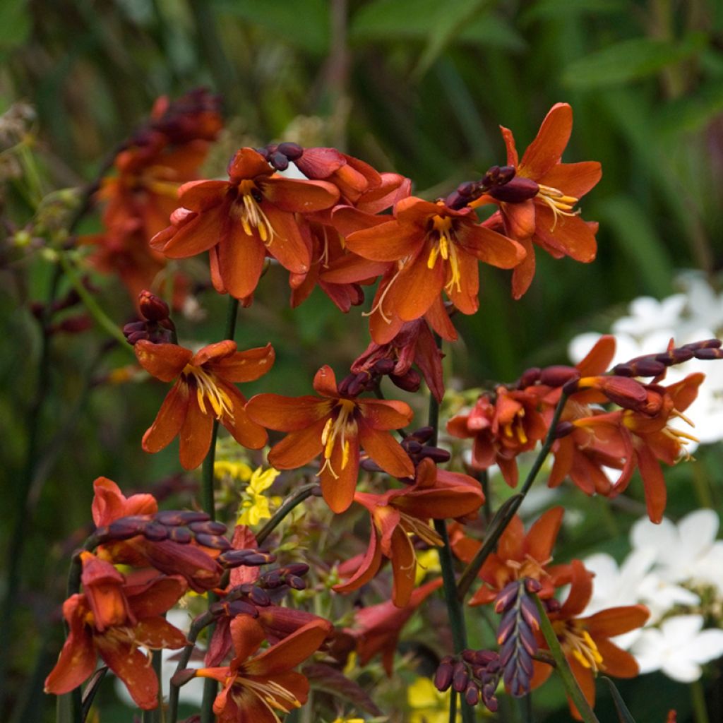 Crocosmia crocosmiiflora Dusky Maiden - Montbretia